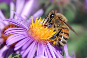 Najveći spomenik pčeli bit će instaliran 2016. Godine u permu Najveći spomenik pčeli bit će instaliran 2016. Godine u permu